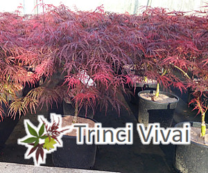 TRINCI VIVAI